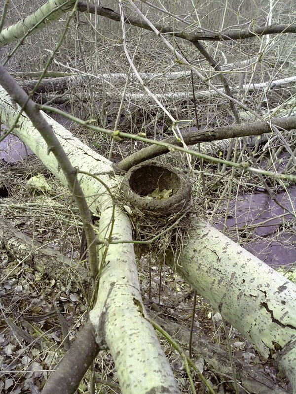 гнездо