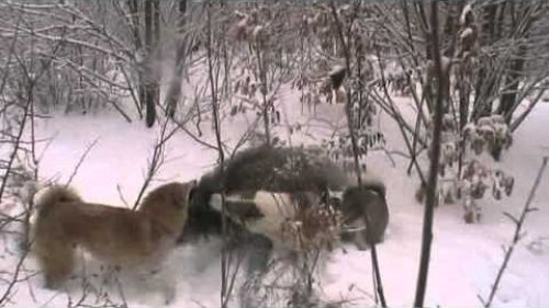 Охота  с лайками на кабана
