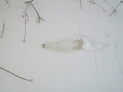 Я говорит в танке))))