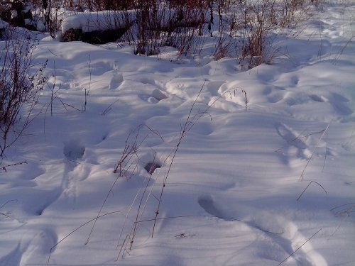 Косачи ночевали
