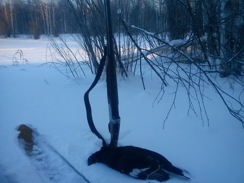 Петушёк