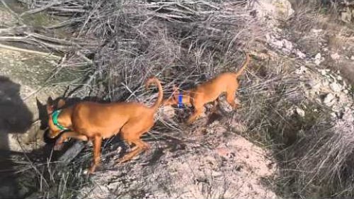 Испанский Podenco