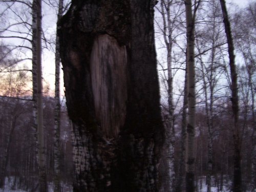 ,,Здесь был лось''