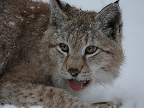 Кошечка