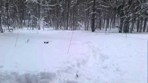 Живчик