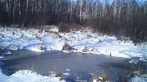 Волк