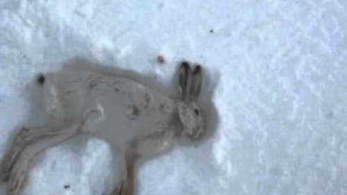 Один день охоты на зайца