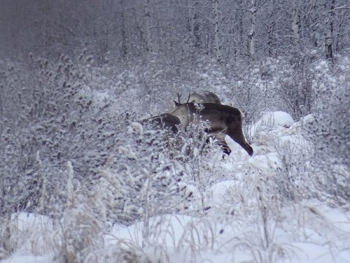 Олени