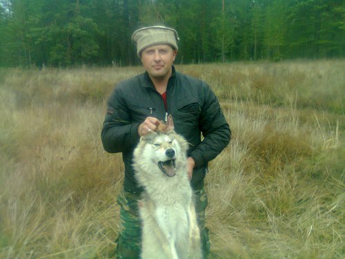 Волчица.2013год