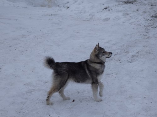 ЛЗС Мара