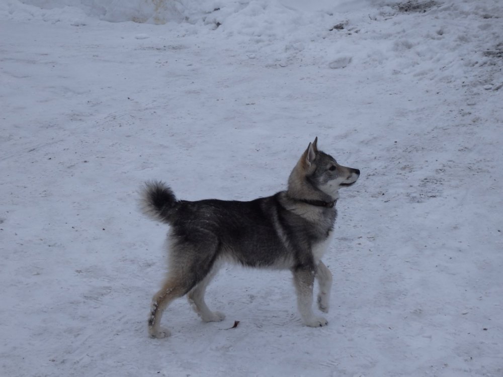 ЛЗС Мара