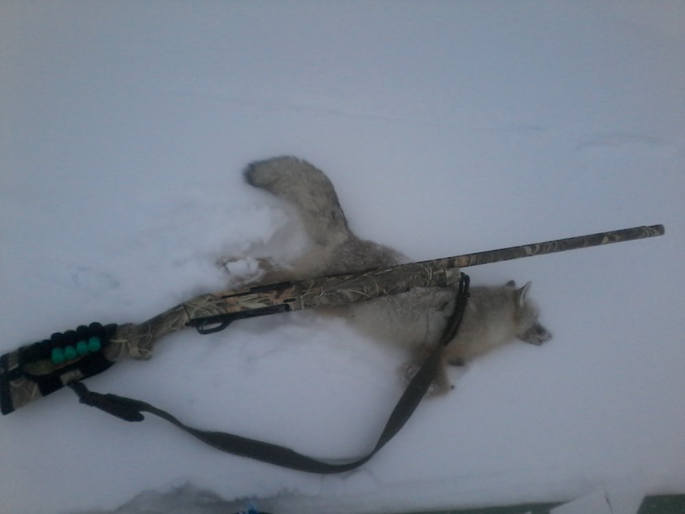 Прогулка 06.01.2015. корсак