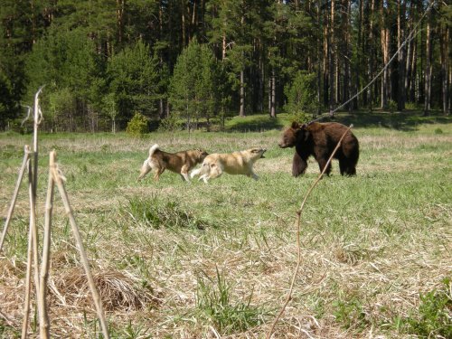 Дунай и Граф .
