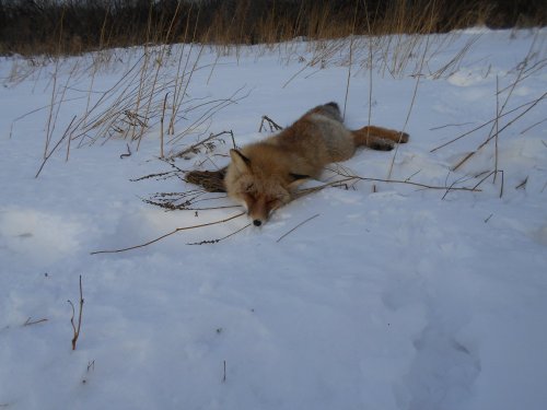 33 в этом сезоне, 01.01.15