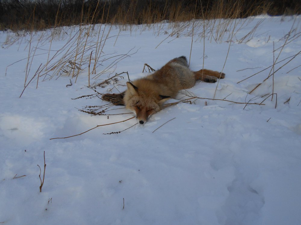 33 в этом сезоне, 01.01.15