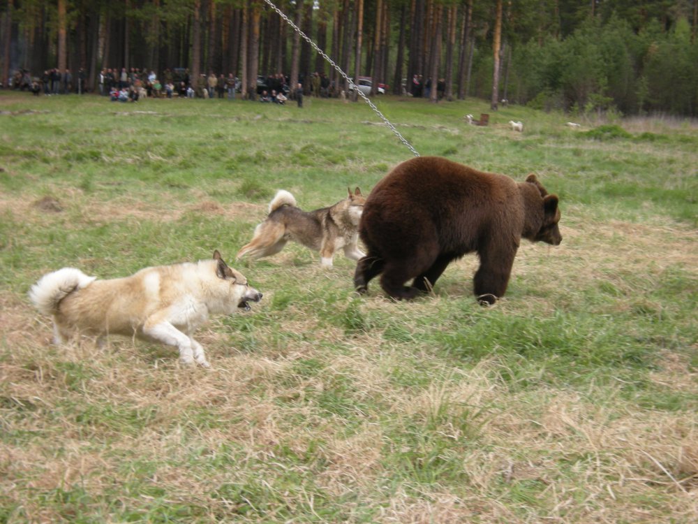 Дунай и Граф , диплом 2 ст. в паре.