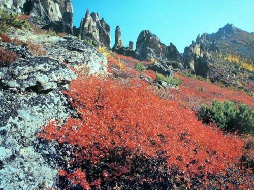 Карликовая берёза