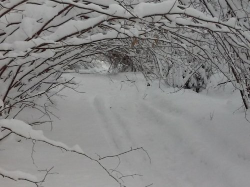 леса Самарской области