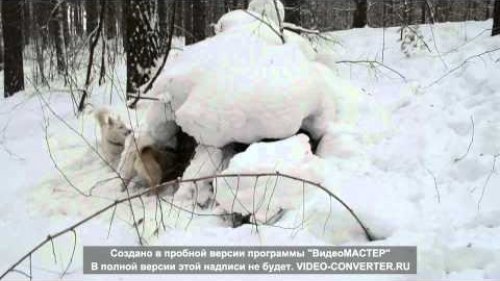 Сонька и Аза