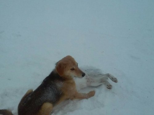 Зайка на рождество.