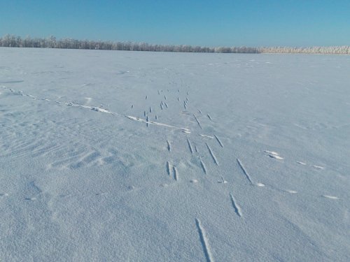 Выстрел.
