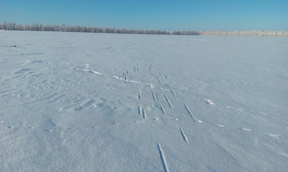 Выстрел.