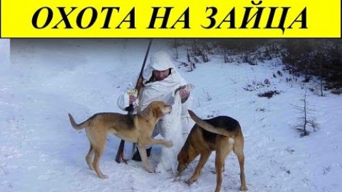Охота на зайца ! Такое бывает КРАЙНЕ РЕДКО
