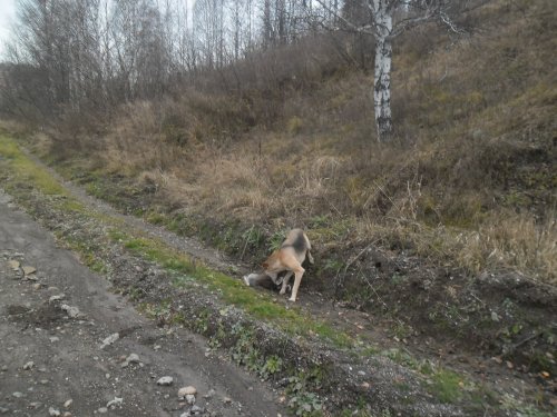 Поймала
