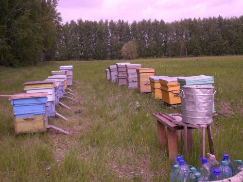 пасека
