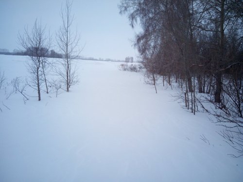 Заяц после пороши
