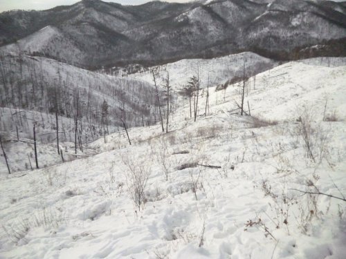Лежки
