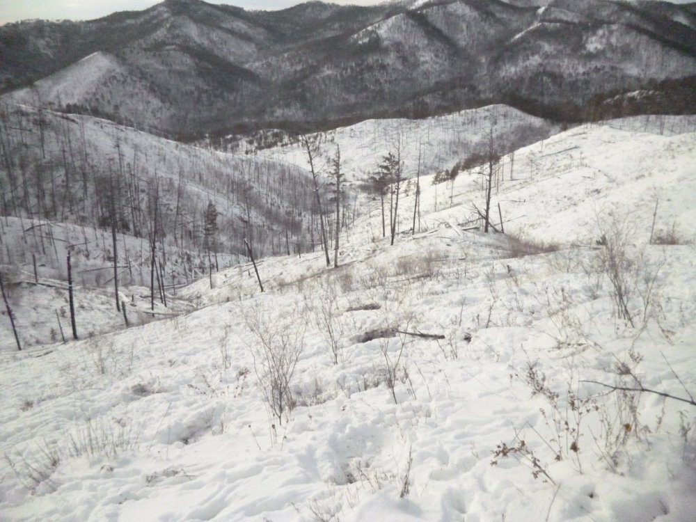 Лежки