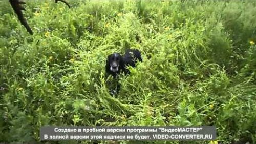 Охота со спаниелем