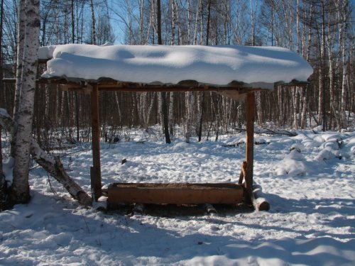 Подкормка кабанов