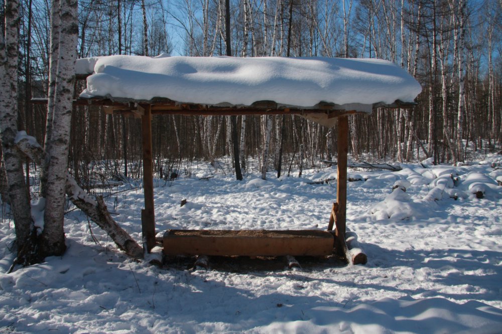 Подкормка кабанов