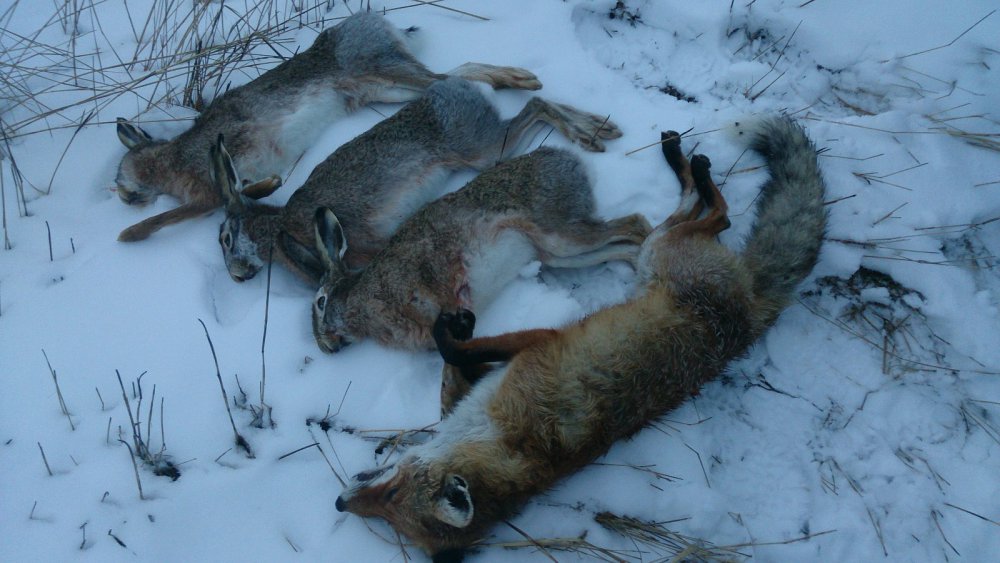 11.01.2015 (СКФО,закрытие.)