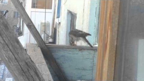 Таков баланс в городе человека с природой.