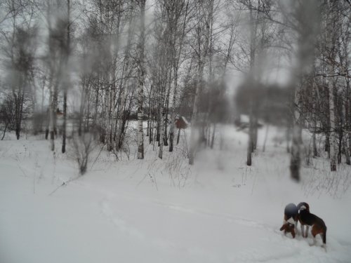 Выход в лес 6.01.2015г с Эстонскими гончими!!!!!!
