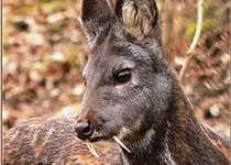В Горном Алтае запретили охотиться на лося и кабаргу
