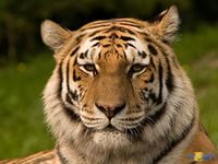 Охотник выжил после нападения тигра
