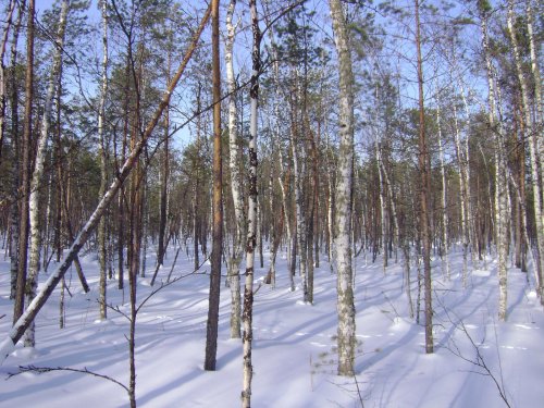 Красивый день