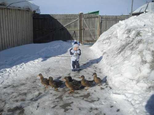 Утки на прогулке с будущем охотником!