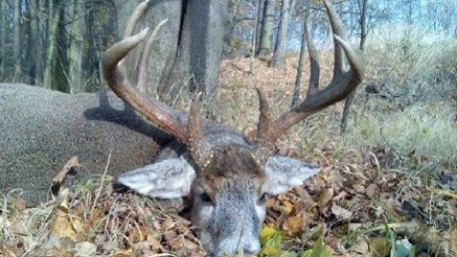 Роскошный восьмиочковый олень за час охоты!!! CANADA IN THE ROUGH. HUNTER_TV