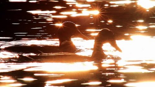 Mallard - diving duck! Slow Motion. Кряква - нырковая утка!