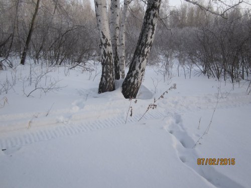 1. НСО, Коченёвский  НОООИР.