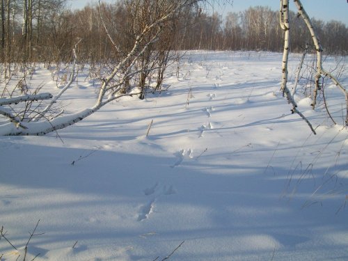 Мои фото зайцев и косуль в межсезонье