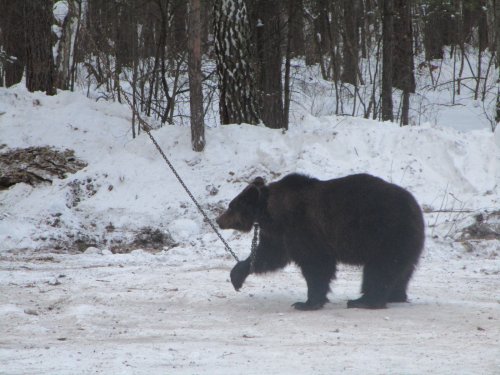 Миша -в ожидание.с. Кубовое 21.02.15