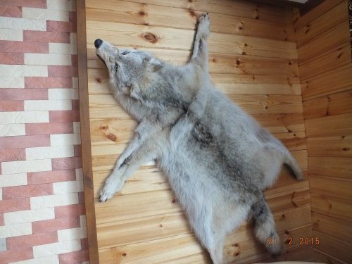 Волченок.