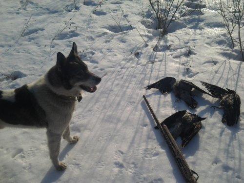 на ворон