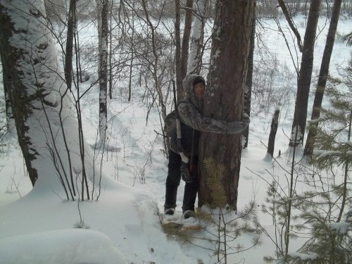 сосна иди сюда я тебя обниму:-)
